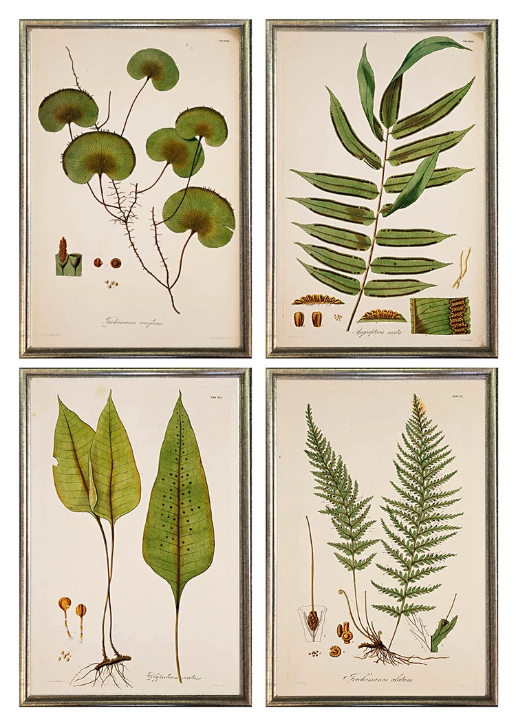 antique-fern-grouping-framed-wall-grouping-museum-outlets.jpg