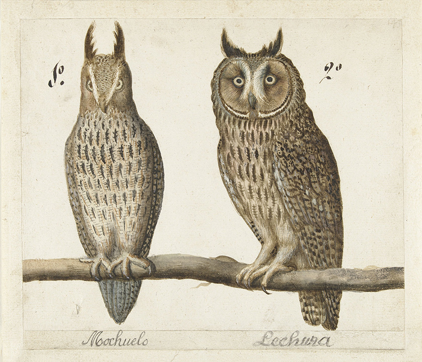 Owl Pair #3 Art Print on Vintage Book Page Home Office Hanging Decor Birds Gifts 