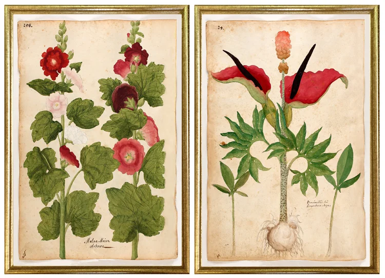 early antique botanical prints