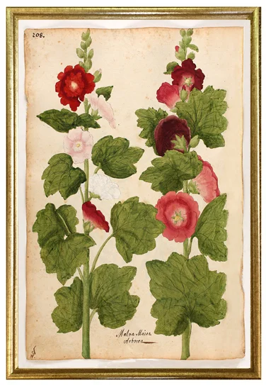 antique-botanical-prints-wall-art-museum-outlets.jpg