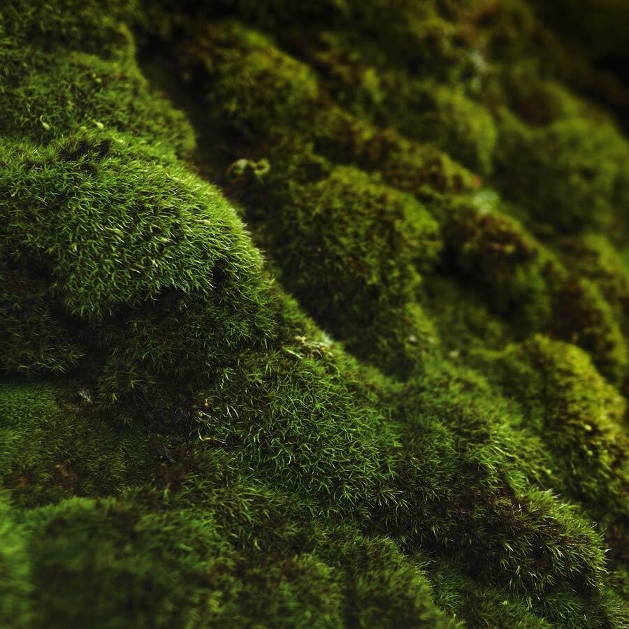 oakmoss-amber-fragrance-zizzies-soy-candles-museum-outlets.jpg