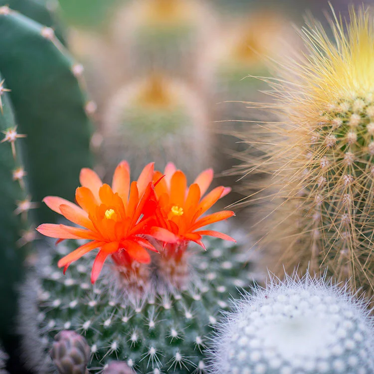 cactus-flower-jade-soy-candles-by-zizzies-museum-outlets.jpg