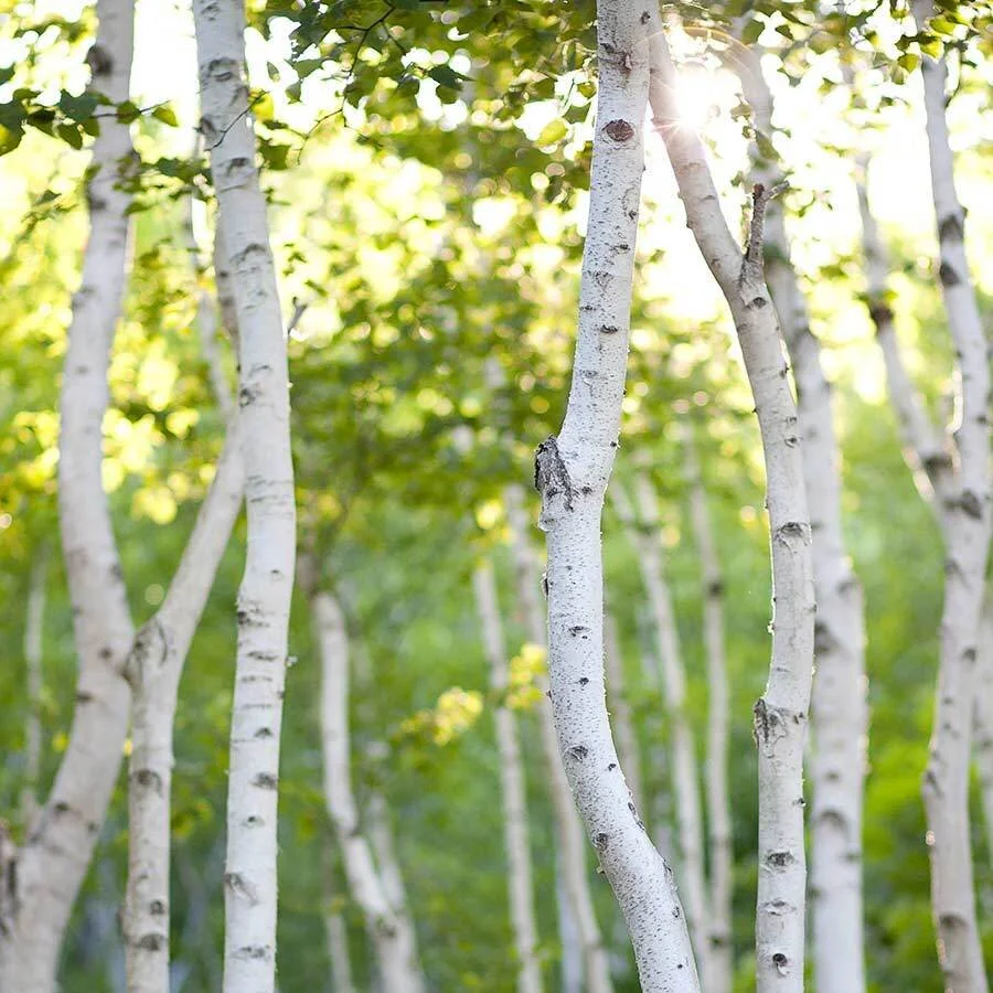 white-birch-hand-poured-soy-candles-by-zizzies-museum-outlets.jpg