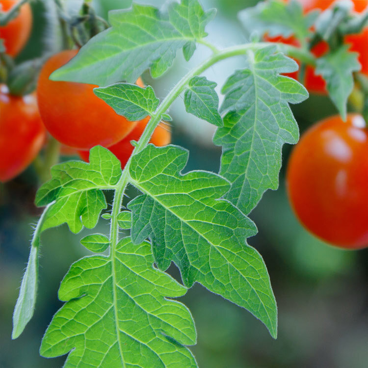 tomato-leaf-scented-zizzies-soy-candles-museum-outlets.jpg