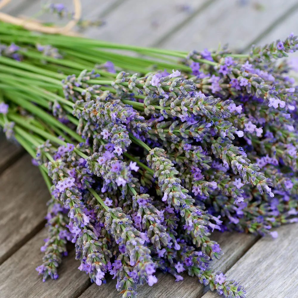 lavender-fresh-scented-zizzie-soy-candles-museum-outlets.jpg