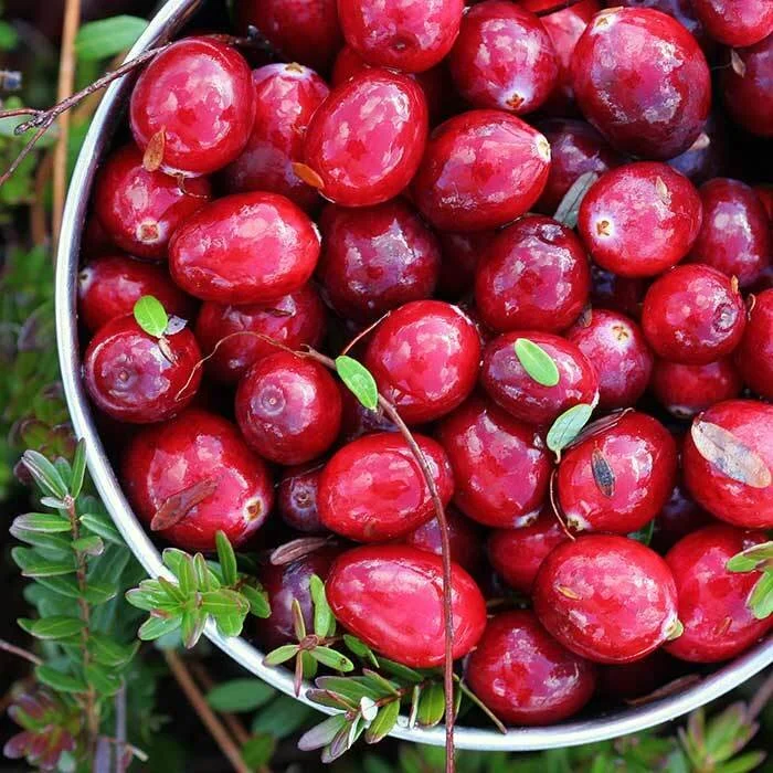 cranberry-woods-scented-soy-candles-by-zizzies-museum-outlets.jpg