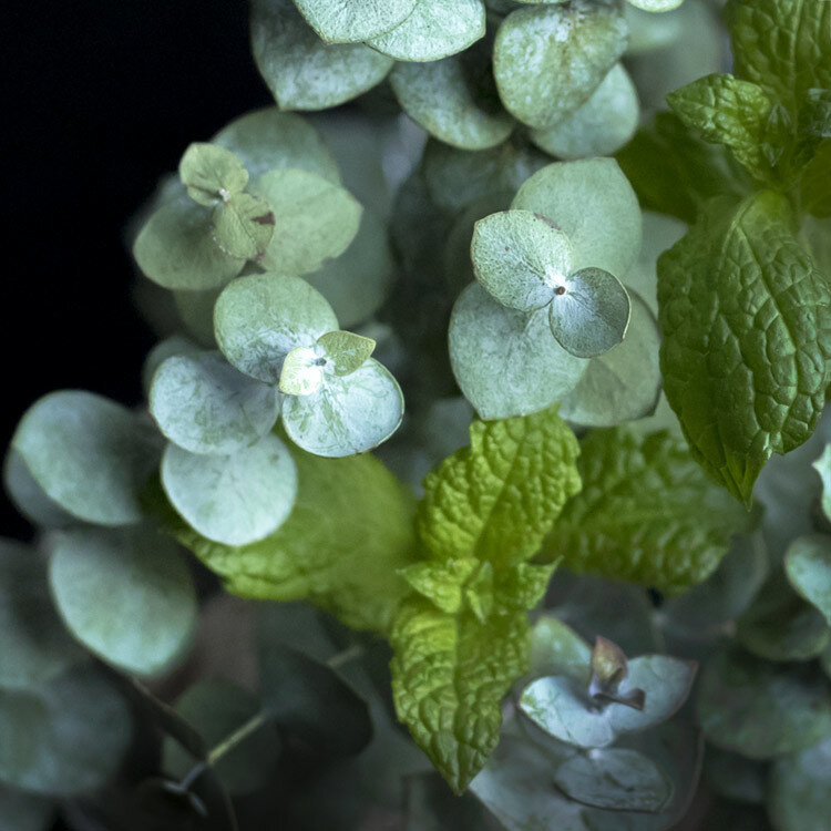peppermint-and-eucalytpus-scented-soy-candles-by-zizzies-museum-outlets.jpg