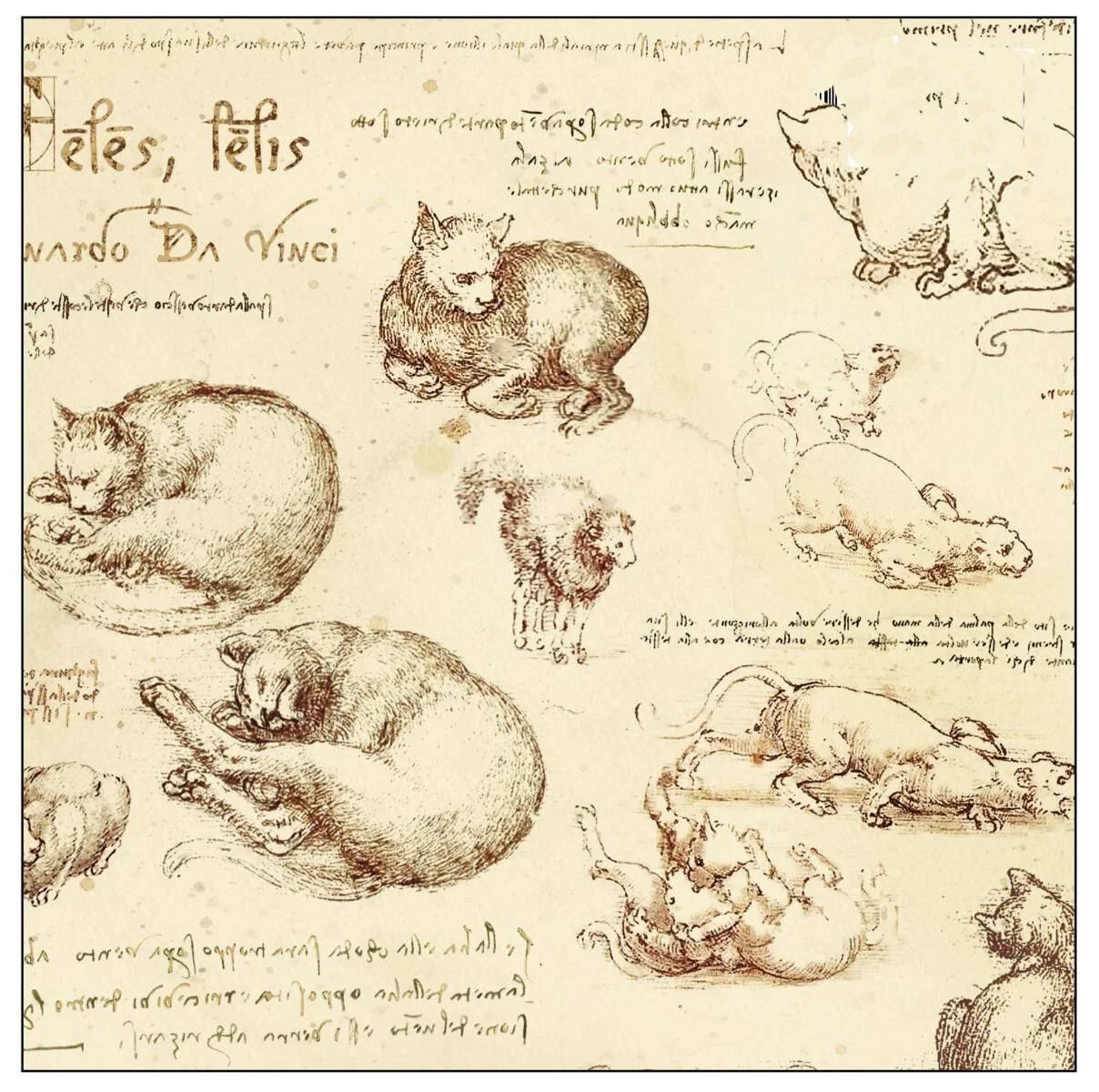 davinci-cat-italian-gift-wrapping-paper-museum-outlets.jpg