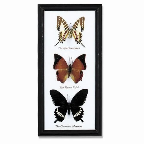triple-butterfly-specimen-framed-museum-outlets.jpg