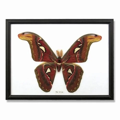 great-atlas-moth-specimen-framed-museum-outlets.jpg