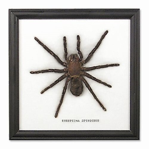 large-spider-specimen-framed-museum-outlets.jpg