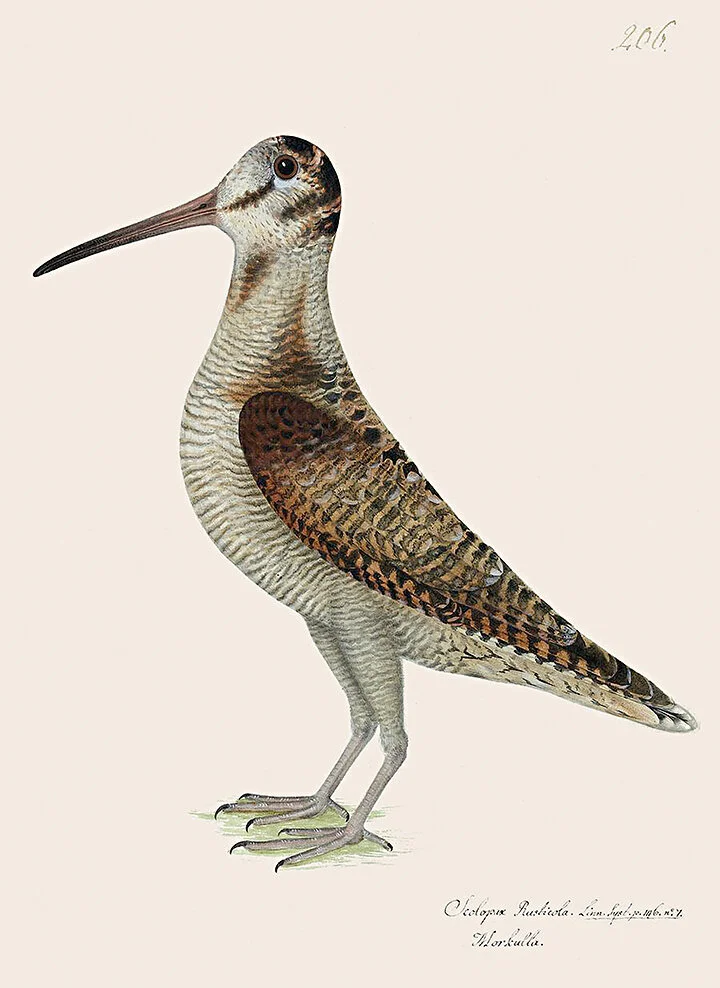 Olof Rudbeck Woodcock Swedish Bird Print