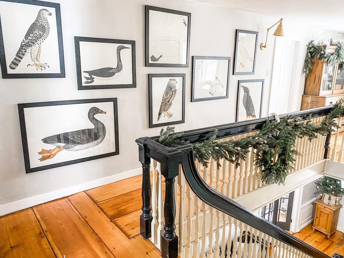 olof rudbeck swedish birds collection