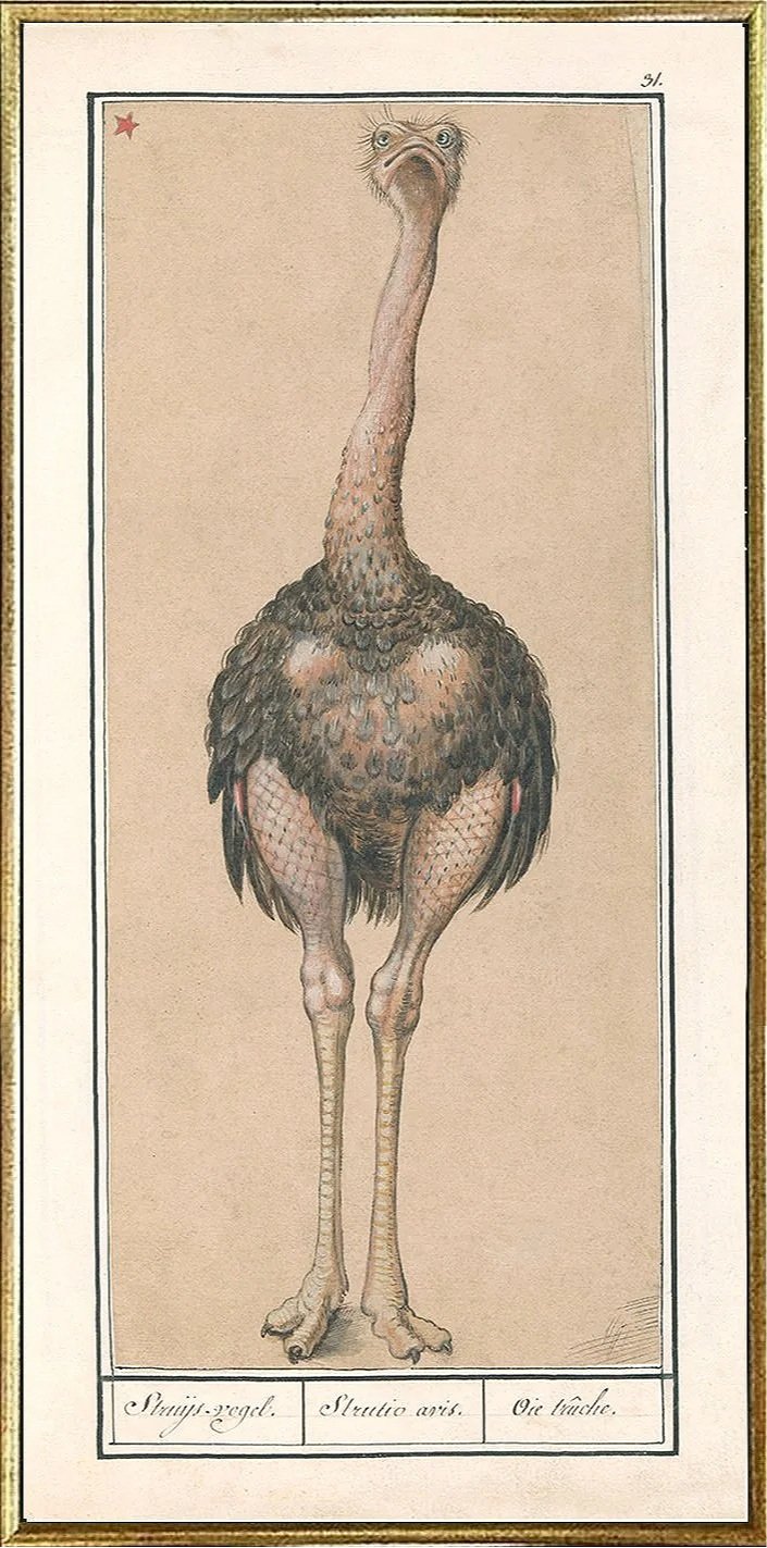 de-boodt-ostrich-antique-bird-print--museum-outlets.jpg