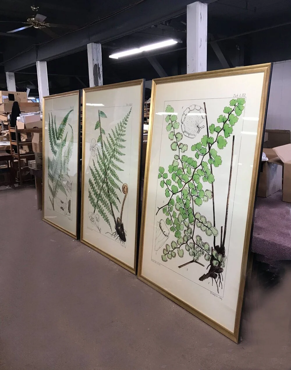 large-fern-prints-projects-interior-design-museum-outlets.jpeg