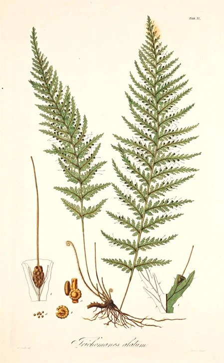 Framed Antique Ferns Prints