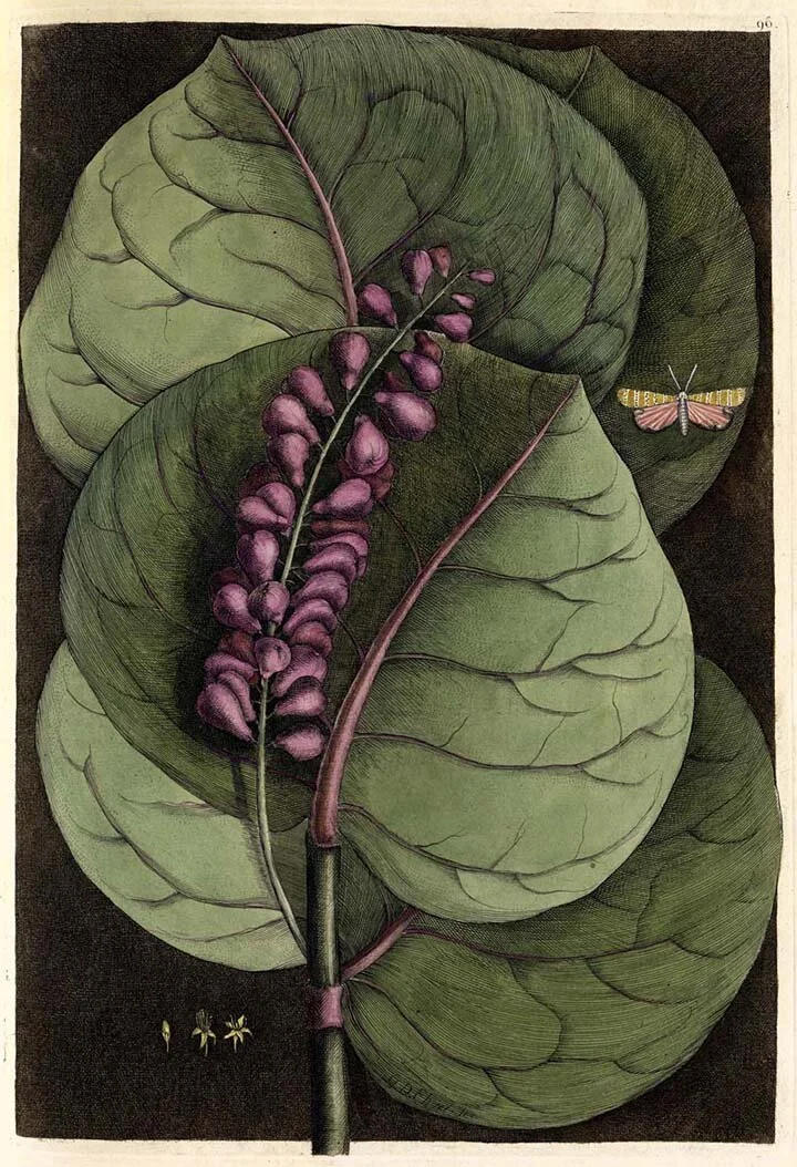 catesby-mangrove-grape-tree-antique-botanical-print-museum-outlets.jpeg