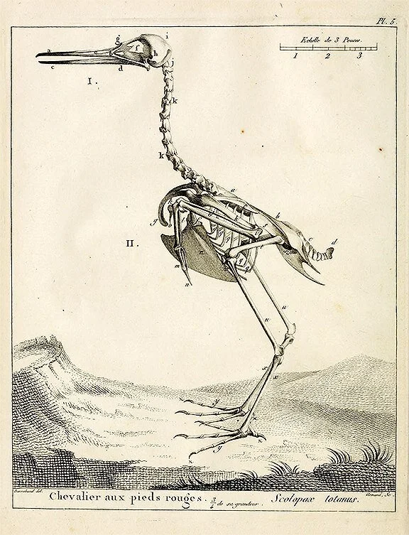 bird-skeleton-vintage-bird-prints-museum-outlets.jpeg