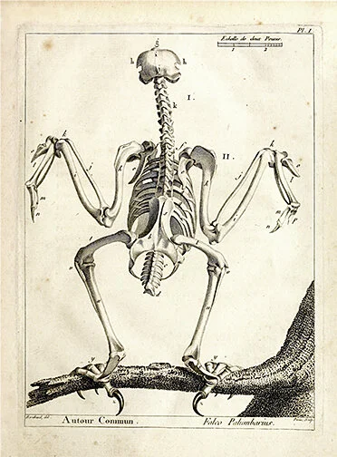 bird-skeleton-antique-bird-prints-museum-outlets.jpeg