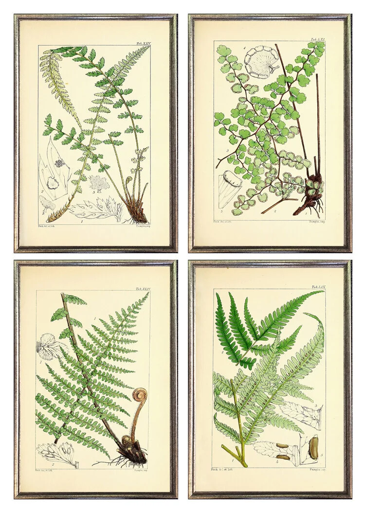antique fern grouping