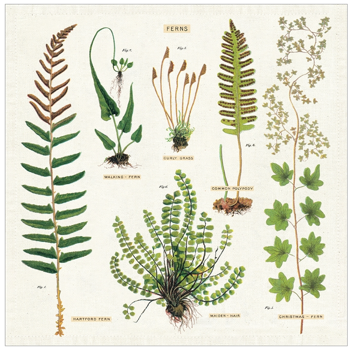fern-cloth-napkins-cavallini-museum-outlets.png
