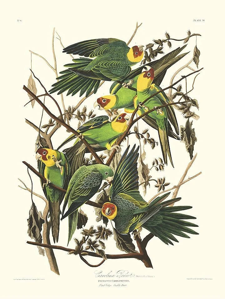 north carolina parrot audubon print