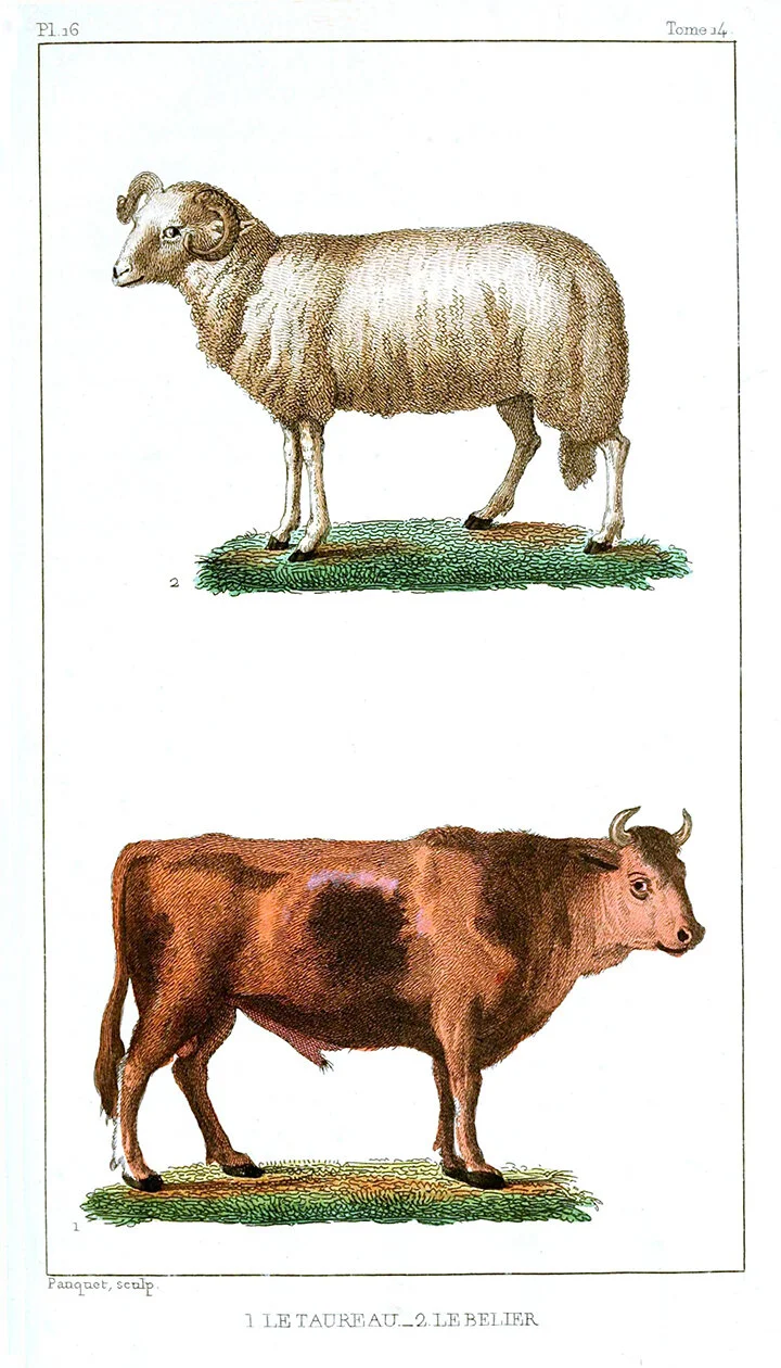 ram-and-bull-antique-animal-print-museum-outlets.jpg