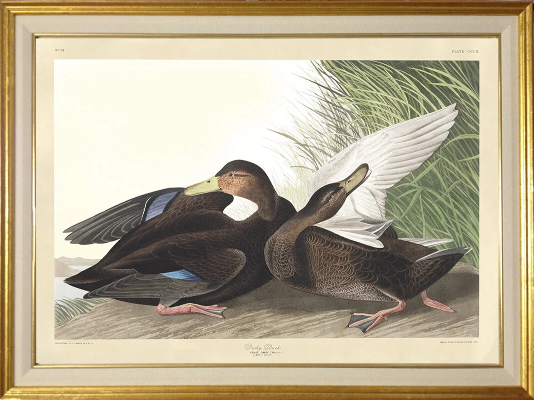 audubon-dusky-duck-framed-giclee-prints-museum-outlets.jpg
