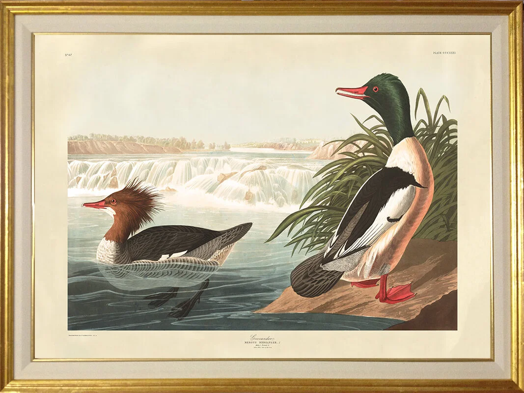 audubon-goosander-framed-giclee-prints-museum-outlets.jpg