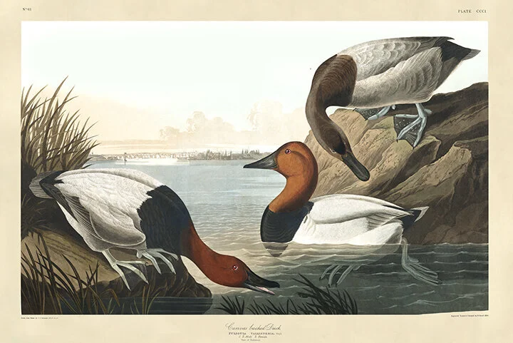 audubon-prints-Canvas-Back-Duck-museum-outlets.jpeg