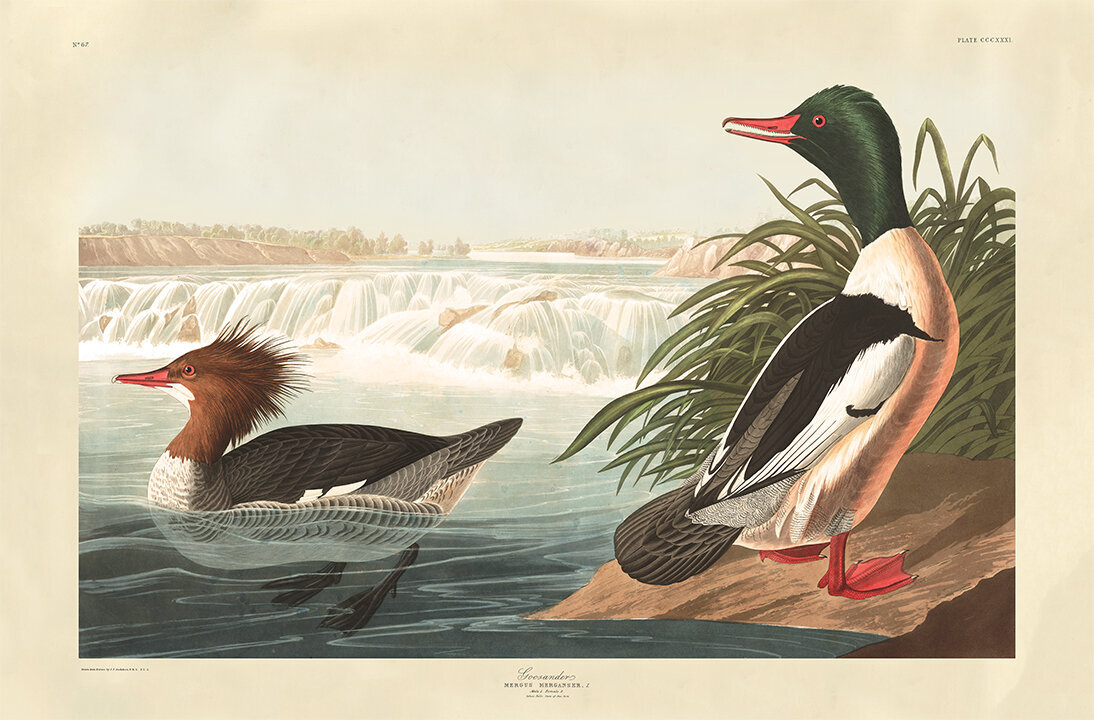 Audubon-prints-Goosander-museum-outlets.jpeg