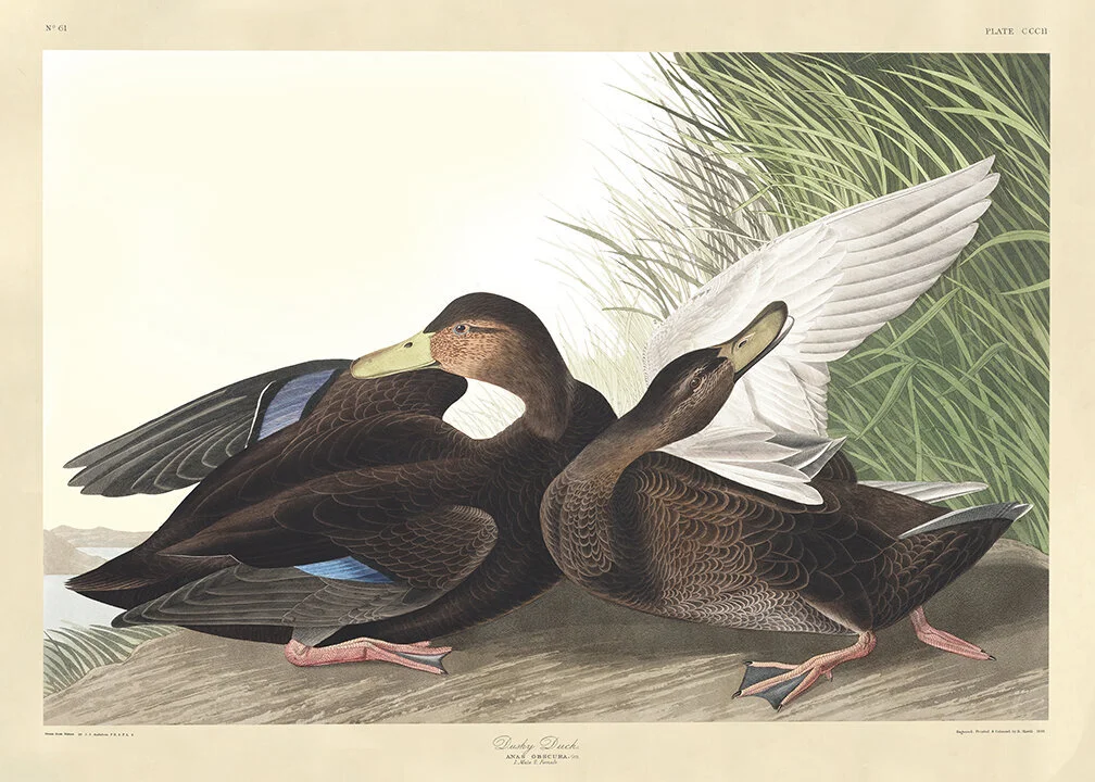 audubon-prints-Dusky-Duck-museum-outlets.jpeg
