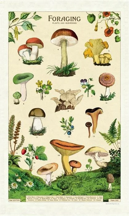foraging-mushrooms-tea-towel-kitchen-towel-cavallini-museum-outlets.jpeg