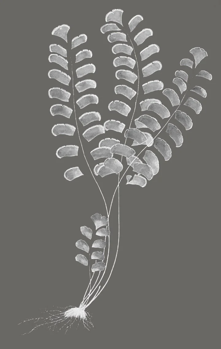 unique-antique-botanical-fern-prints-color-background-museum-outlets.jpeg