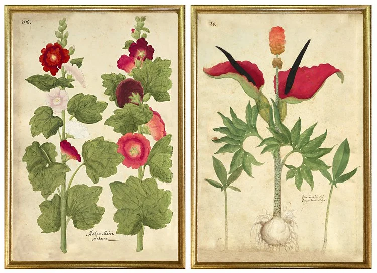 antique-botanical-prints-gallery-wall-frames-museum-outlets.jpeg