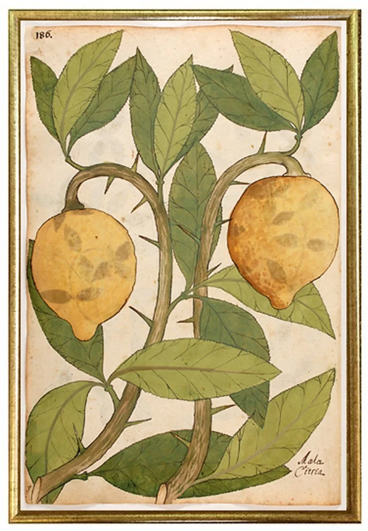 lemons-antique-botanical-print-wall-art-museum-outlets.jpg