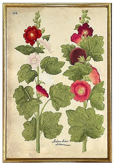 antique-botanical-hollyhocks-prints-wall-art-museum-outlets.jpg
