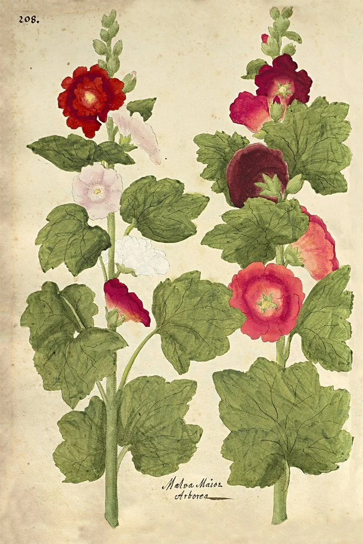 antique-botanical-prints-hollyhocks-museum-outlets.jpg