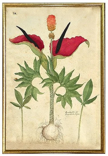 antique-early-botanical-prints-wall-art-museum-outlets.jpg