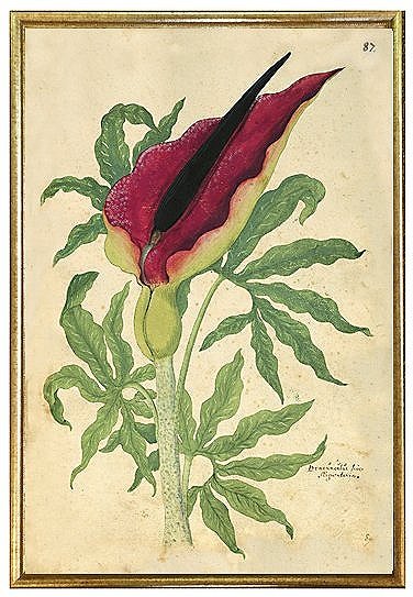 early-botanical-red-flower-prints-wall-art-museum-outlets.jpg