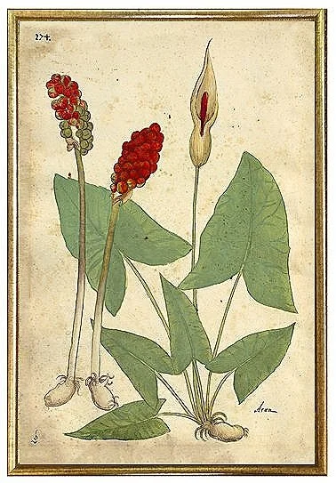 antique-early-red-botanical-prints-museum-outlets.jpg