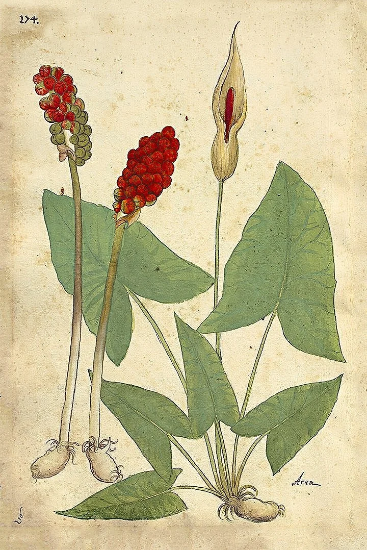 antique-botanical-flower-print-museum-outlets.jpg