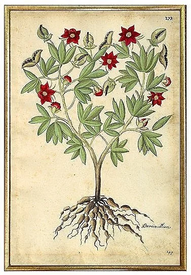 antique-early-red-botanical-flowers-prints-wall-art-museum-outlets.jpg