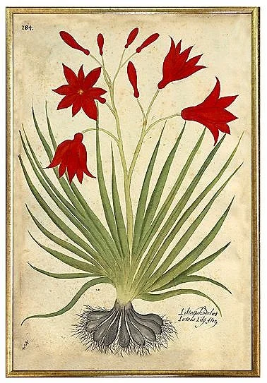 antique-botanical-flower-prints-red-blossoms-museum-outlets.jpg