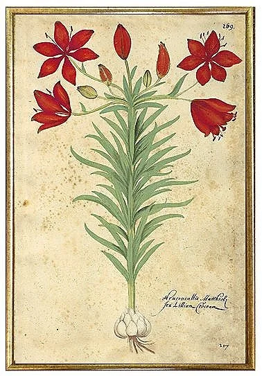 antique-botanical-prints-red-blossom-museum-outlets.jpg