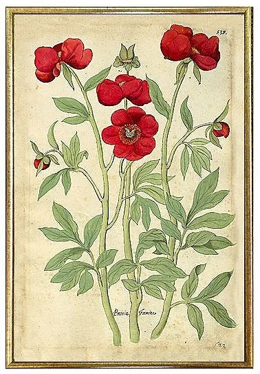 antique-botanical-prints-red-blossoms-museum-outlets.jpg