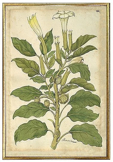 antique-botanical-white-flower-prints-museum-outlets.jpg