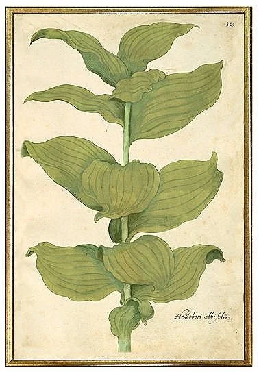 antique-botanical-prints-hosta-museum-outlets.jpg
