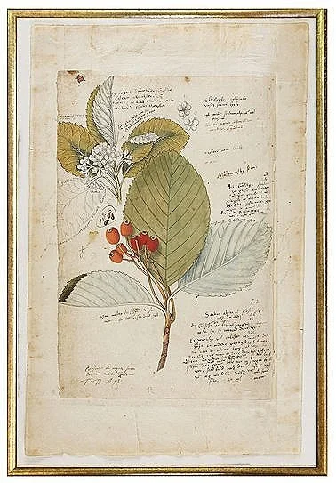 early-botanical-antique-botanical-prints-museum-outlets-1.jpg