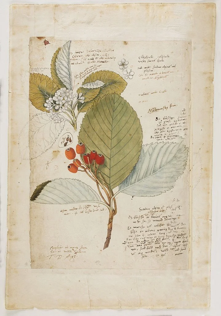 early-botanical-antique-print-museum-outlets.jpg